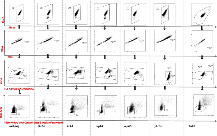 An essential role for the Ino80 chromatin remodeling complex in regulation of gene expression during cellular quiescence.