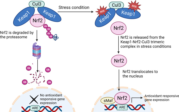 Beyond Antioxidation: Keap1-Nrf2 in the Development and Effector Functions of Adaptive Immune Cells.