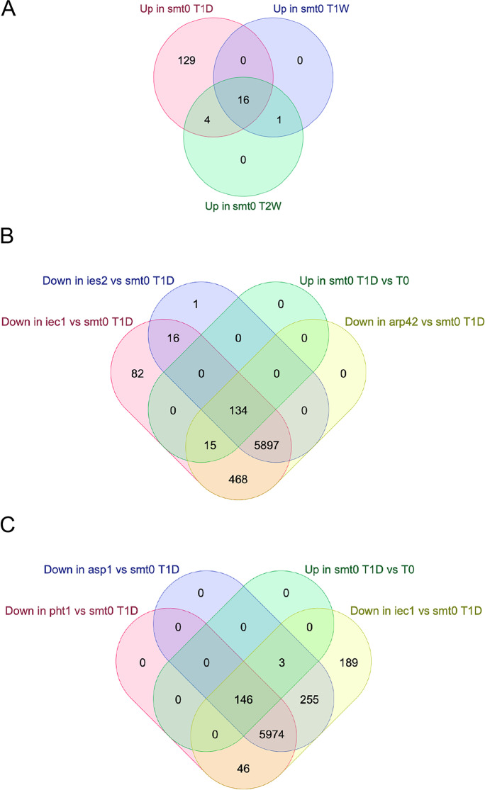 An essential role for the Ino80 chromatin remodeling complex in regulation of gene expression during cellular quiescence.