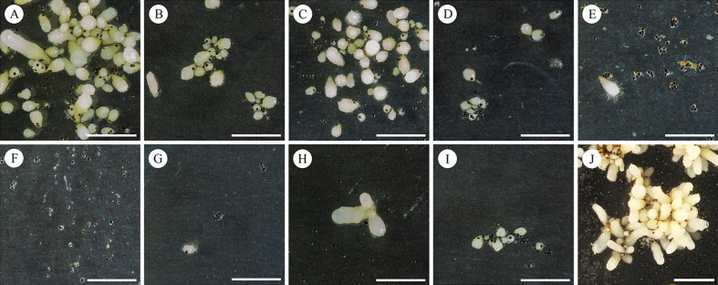 Acid scarification as a potent treatment for an in vitro germination of mature endozoochorous Vanilla planifolia seeds.