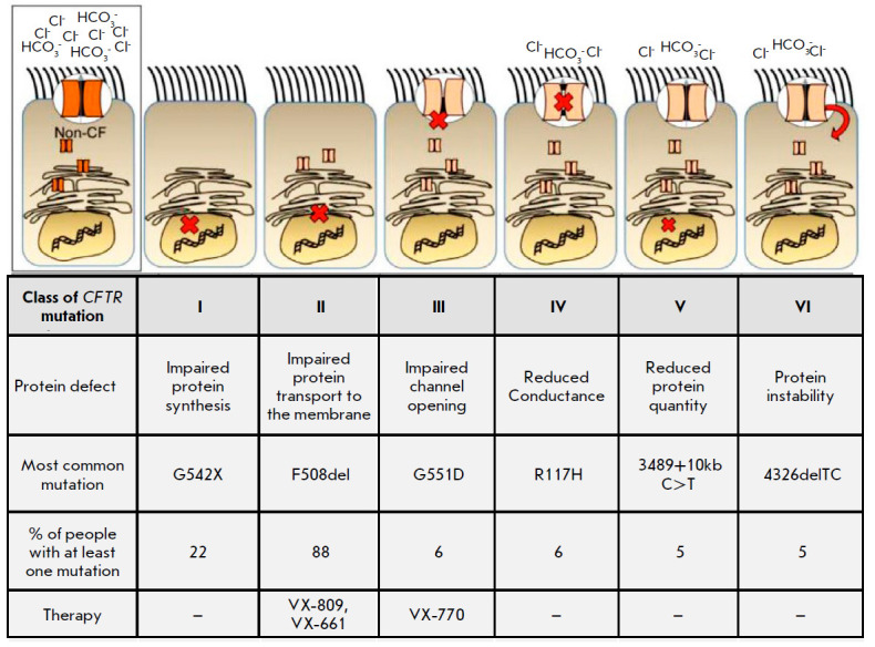 Gene Therapy for Cystic Fibrosis: Recent Advances and Future Prospects.