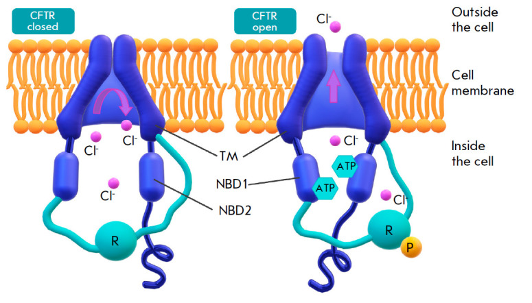 Gene Therapy for Cystic Fibrosis: Recent Advances and Future Prospects.