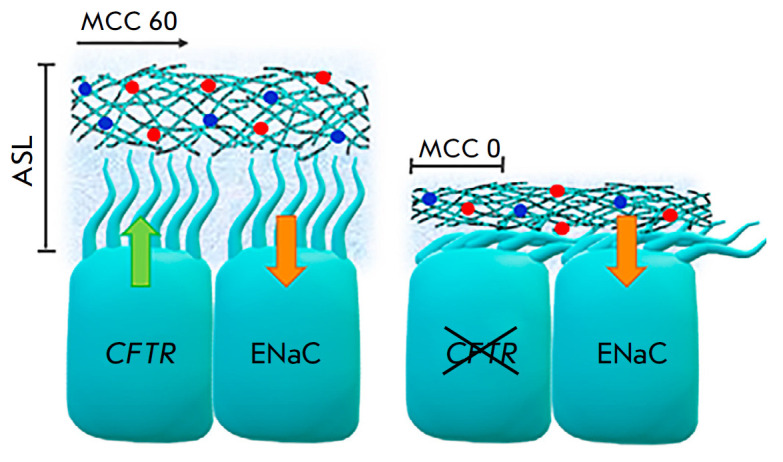 Gene Therapy for Cystic Fibrosis: Recent Advances and Future Prospects.