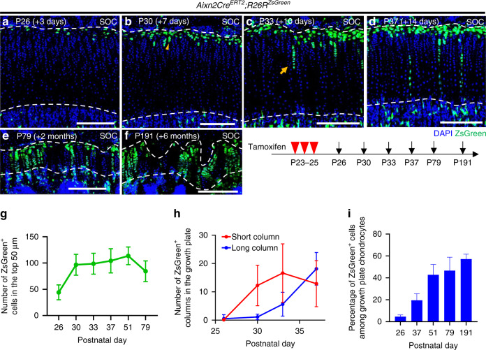 Nutrient-regulated dynamics of chondroprogenitors in the postnatal murine growth plate.