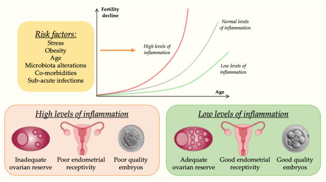 Role of Inflammaging on the Reproductive Function and Pregnancy.