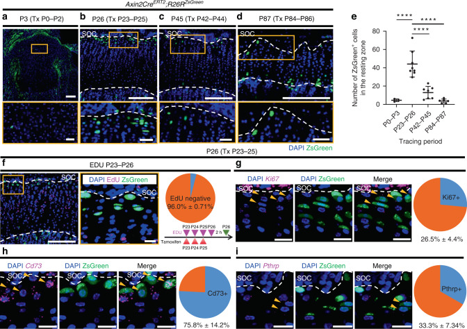 Nutrient-regulated dynamics of chondroprogenitors in the postnatal murine growth plate.