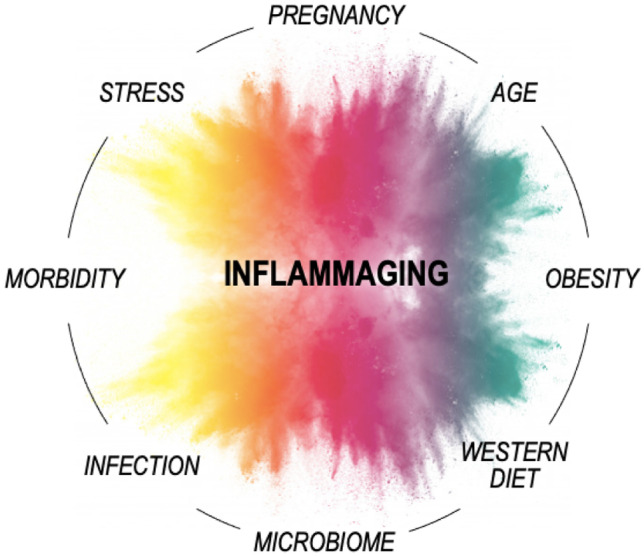 Role of Inflammaging on the Reproductive Function and Pregnancy.