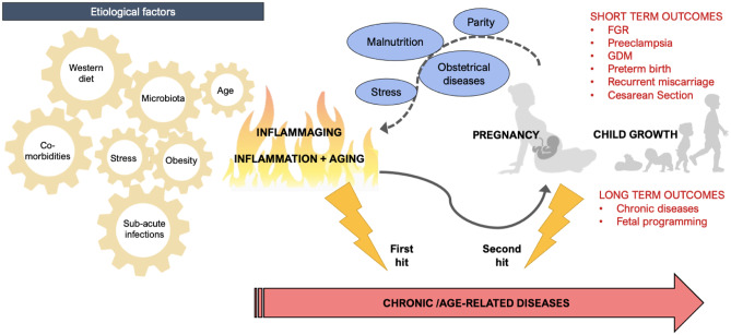 Role of Inflammaging on the Reproductive Function and Pregnancy.