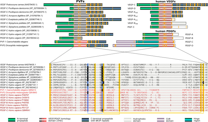 Expansion and collapse of VEGF diversity in major clades of the animal kingdom