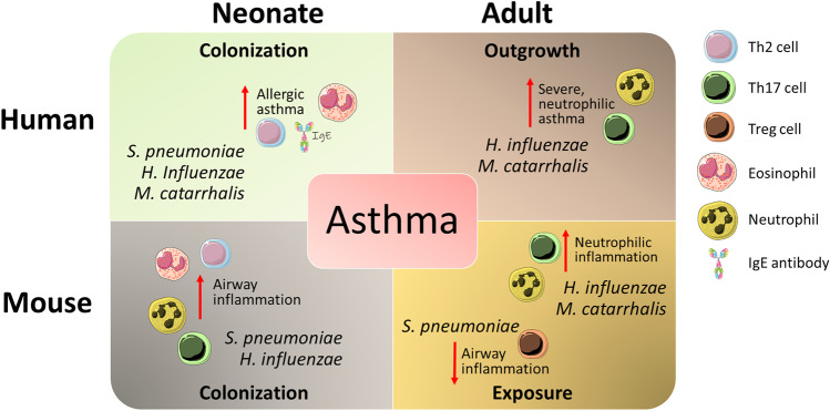 The Airway Microbiome-IL-17 Axis: a Critical Regulator of Chronic Inflammatory Disease.