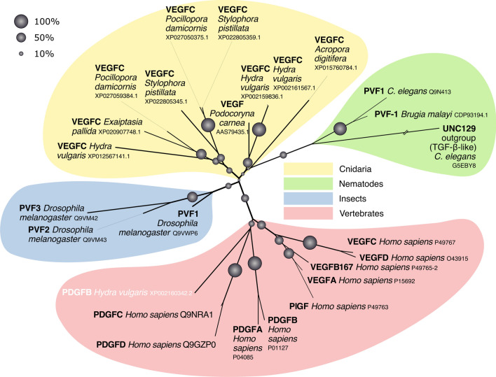 Expansion and collapse of VEGF diversity in major clades of the animal kingdom