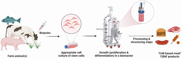 "Cellular agriculture": current gaps between facts and claims regarding "cell-based meat".