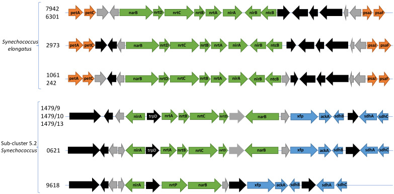 Draft Genome Sequences of <i>Synechococcus</i> sp. strains CCAP1479/9, CCAP1479/10, CCAP1479/13, CCY0621, and CCY9618: Five Freshwater <i>Syn/Pro</i> Clade Picocyanobacteria.