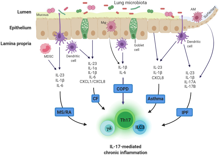 The Airway Microbiome-IL-17 Axis: a Critical Regulator of Chronic Inflammatory Disease.