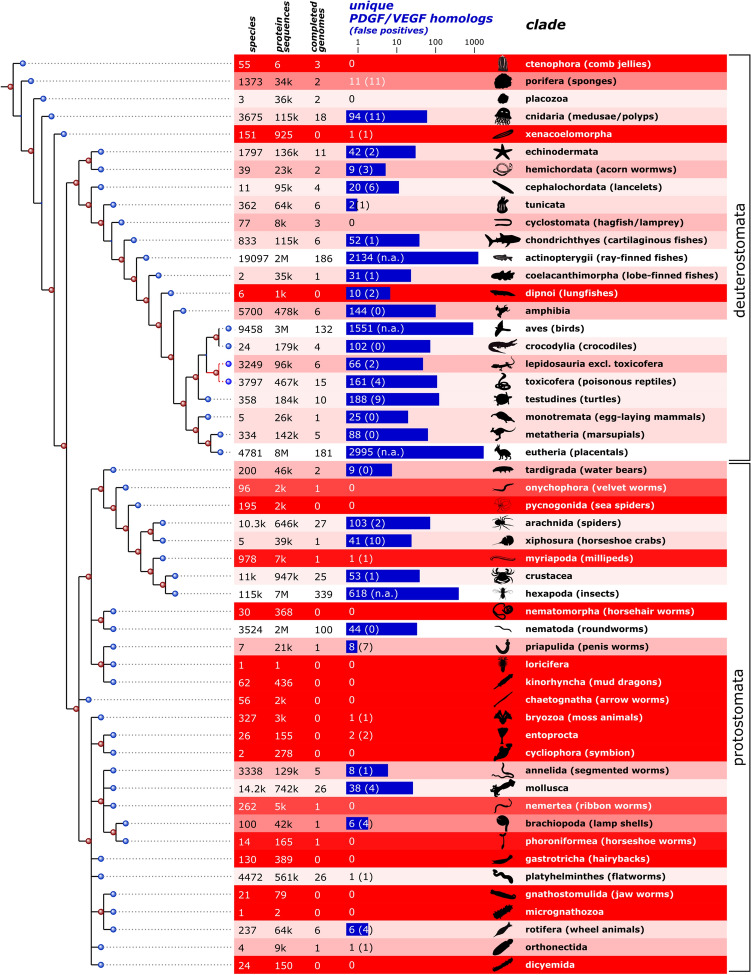 Expansion and collapse of VEGF diversity in major clades of the animal kingdom