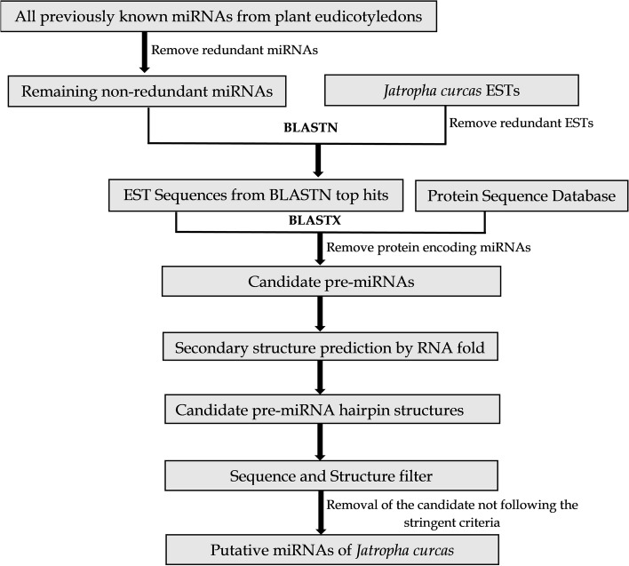 Identification of conserved miRNAs and their targets in Jatropha curcas: an in silico approach.