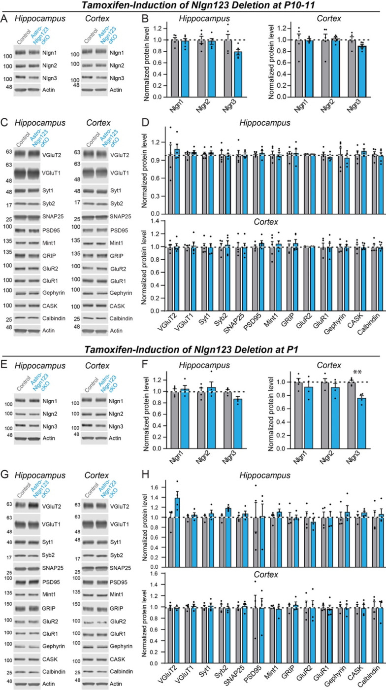 Deletion of Neuroligins from Astrocytes Does Not Detectably Alter Synapse Numbers or Astrocyte Cytoarchitecture by Maturity.