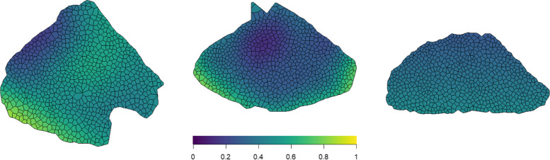 New tools for the investigation of muscle fiber-type spatial distributions across histological sections.