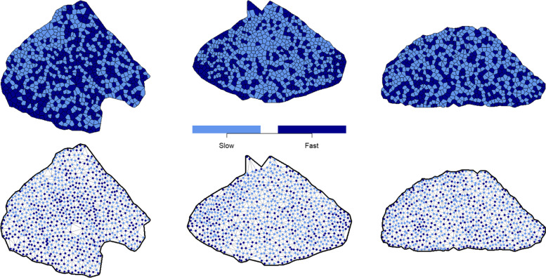 New tools for the investigation of muscle fiber-type spatial distributions across histological sections.