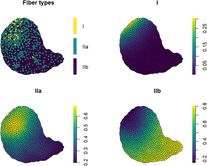 New tools for the investigation of muscle fiber-type spatial distributions across histological sections.