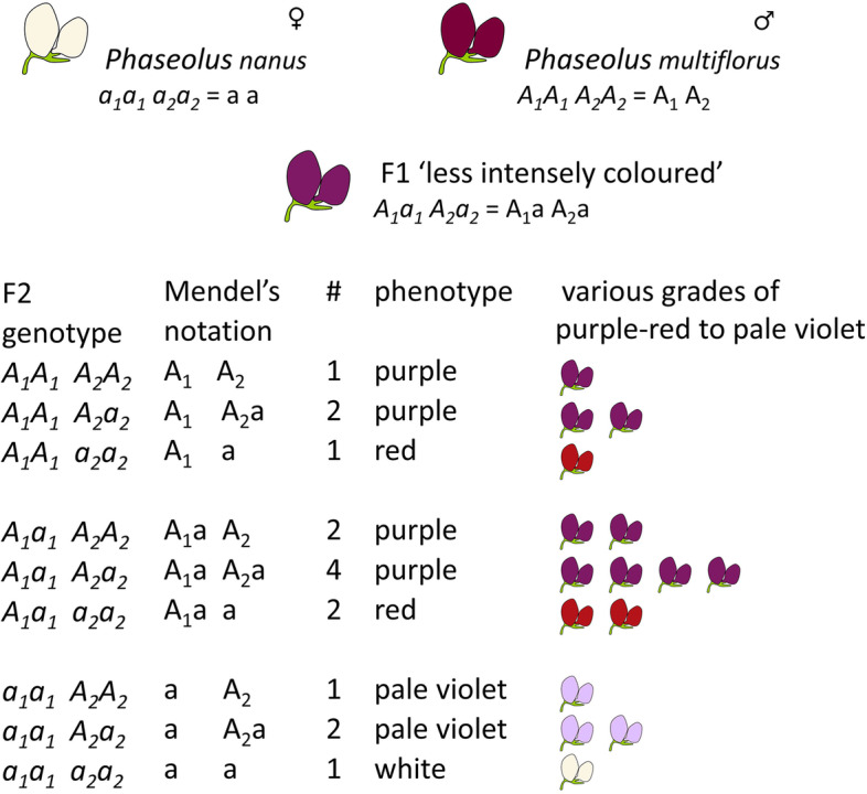 Mendel's terminology and notation reveal his understanding of genetics.