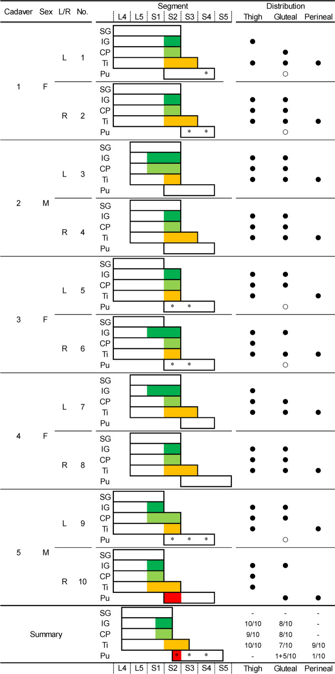 Origin, course, and distribution of the posterior femoral cutaneous nerve and the spatial relationship among its branches