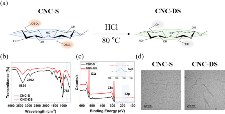 Cellular infiltration in an injectable sulfated cellulose nanocrystal hydrogel and efficient angiogenesis by VEGF loading.