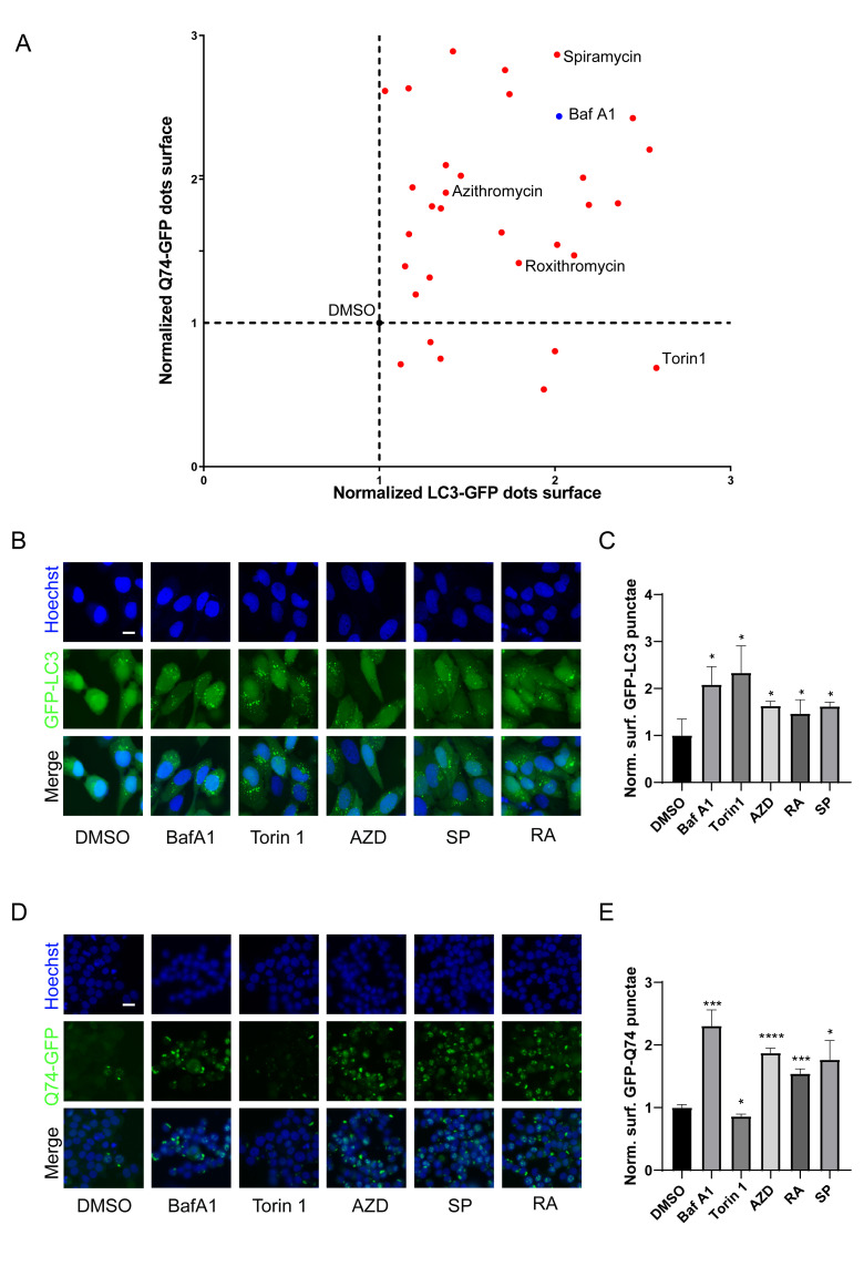 Macrolide antibiotics activate the integrated stress response and promote tumor proliferation.