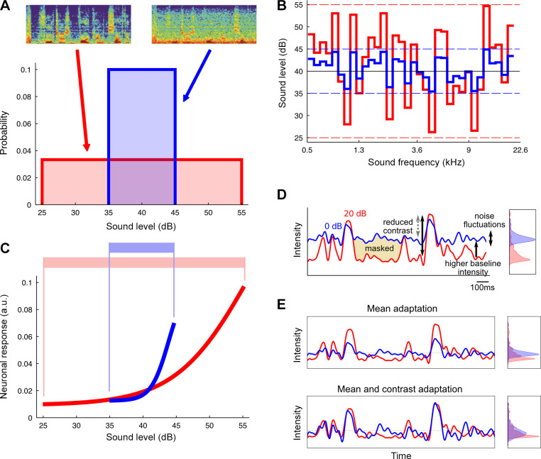 Adaptation in auditory processing.