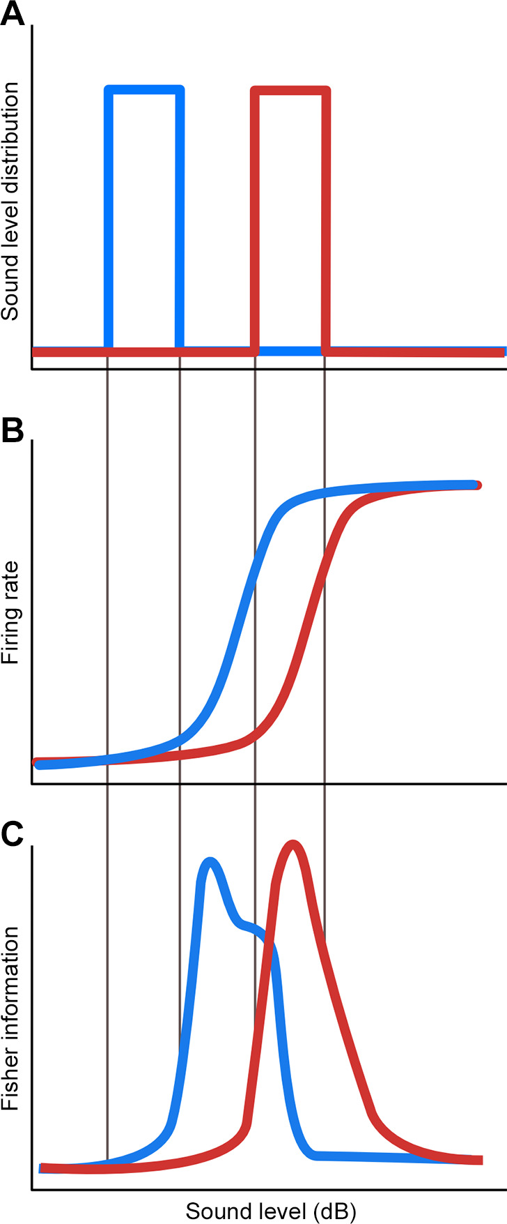 Adaptation in auditory processing.