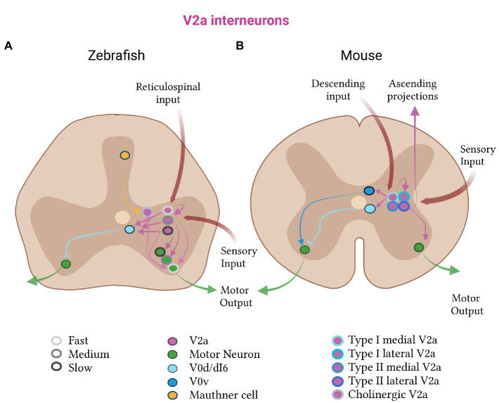 Spinal cords: Symphonies of interneurons across species.