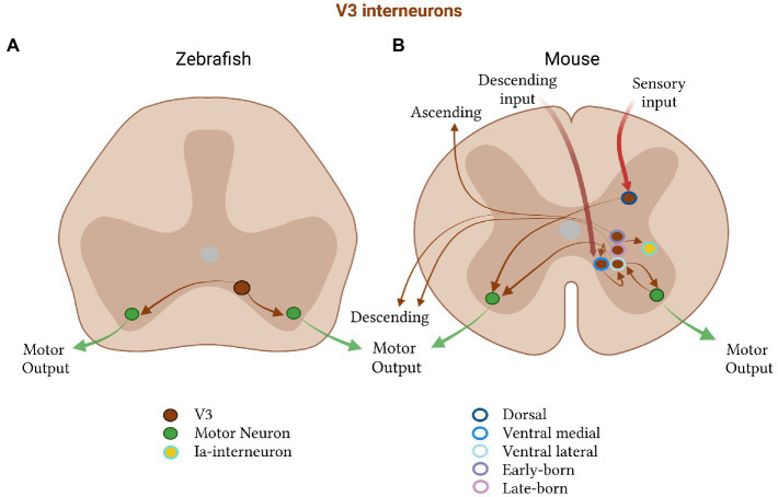 Spinal cords: Symphonies of interneurons across species.