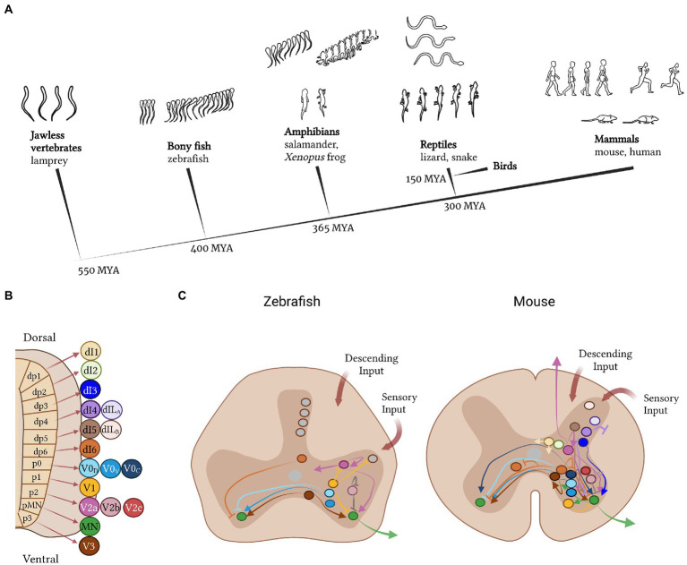 Spinal cords: Symphonies of interneurons across species.