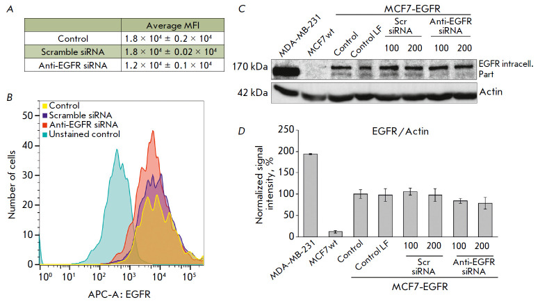 EGFR Suppression Inhibits the Sphere Formation of MCF7 Cells Overexpressing EGFR.