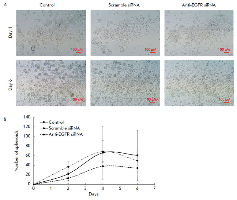 EGFR Suppression Inhibits the Sphere Formation of MCF7 Cells Overexpressing EGFR.