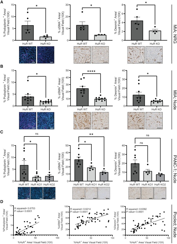 Deletion of the mRNA stability factor <i>ELAVL1</i> (HuR) in pancreatic cancer cells disrupts the tumor microenvironment integrity.