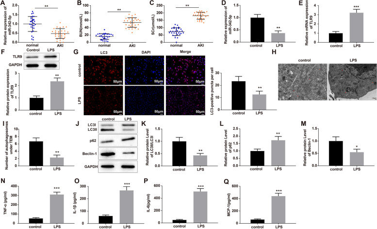 Exosomal microRNA-342-5p secreted from adipose-derived mesenchymal stem cells mitigates acute kidney injury in sepsis mice by inhibiting TLR9.