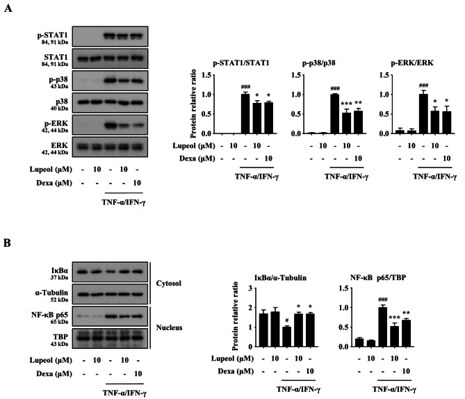 Lupeol alleviates atopic dermatitis-like skin inflammation in 2,4-dinitrochlorobenzene/Dermatophagoides farinae extract-induced mice.