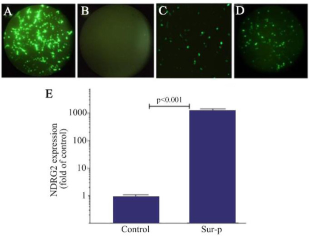 Targeted Overexpression of NDRG2 using Survivin Promoter Reduces Viability and Invasiveness of A549 Cell Line.