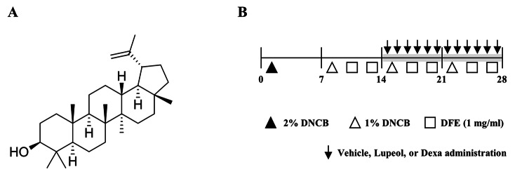 Lupeol alleviates atopic dermatitis-like skin inflammation in 2,4-dinitrochlorobenzene/Dermatophagoides farinae extract-induced mice.