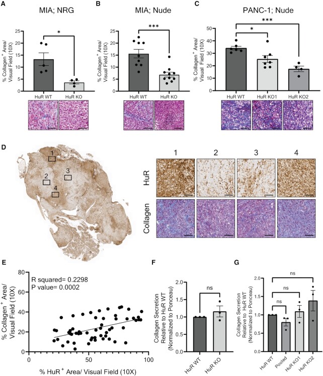 Deletion of the mRNA stability factor <i>ELAVL1</i> (HuR) in pancreatic cancer cells disrupts the tumor microenvironment integrity.