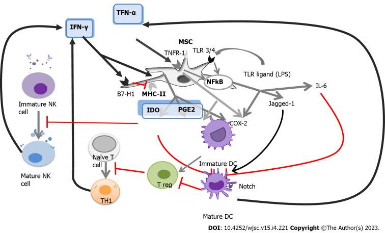 Harnessing and honing mesenchymal stem/stromal cells for the amelioration of graft-versus-host disease.