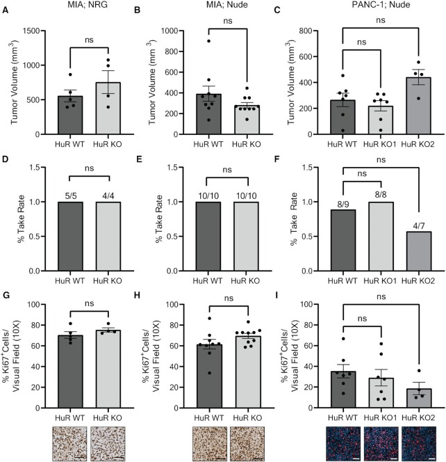 Deletion of the mRNA stability factor <i>ELAVL1</i> (HuR) in pancreatic cancer cells disrupts the tumor microenvironment integrity.