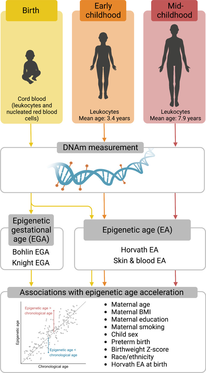 DNA methylation age at birth and childhood: performance of epigenetic clocks and characteristics associated with epigenetic age acceleration in the Project Viva cohort.