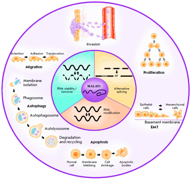 MALAT1 Long Non-coding RNA and Its Role in Breast Carcinogenesis.