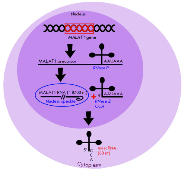 MALAT1 Long Non-coding RNA and Its Role in Breast Carcinogenesis.