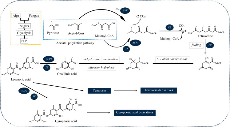 Tridepsides as potential bioactives: a review on their chemistry and the global distribution of their lichenic and non-lichenic natural sources.