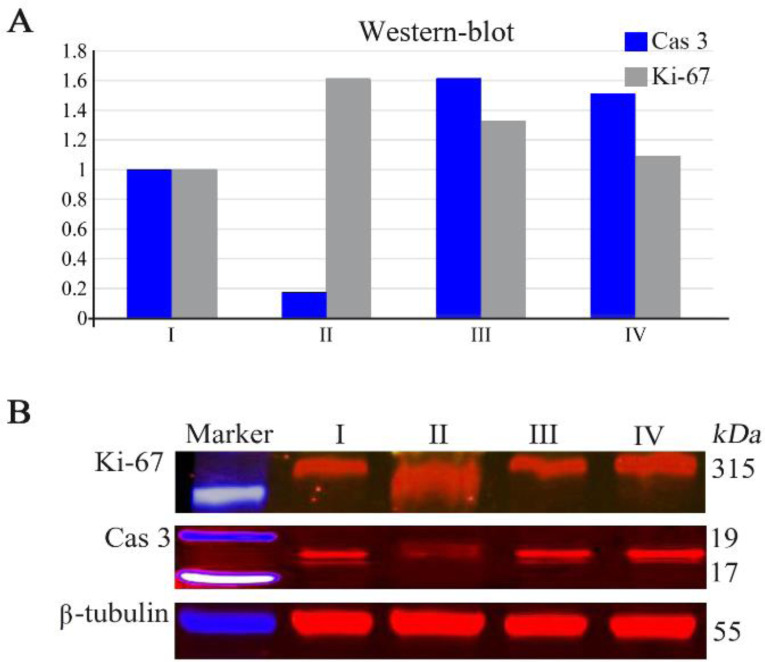 The Influence of Platelet-Derived Growth Factors on the Proliferation of Germinal Epithelium After Local Irradiation with Electrons.