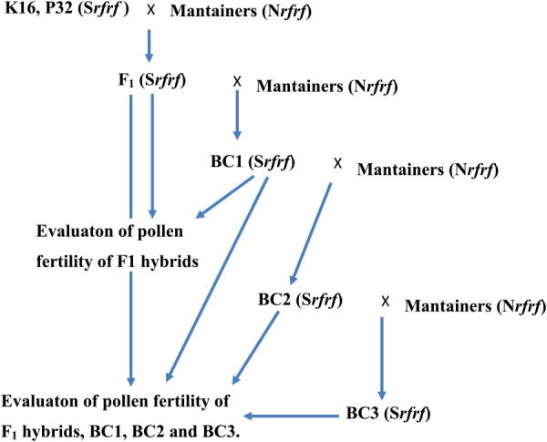 Development of male sterile lines of CMS chilies (<i>Capsicum annuum</i> L.) from F<sub>1</sub> hybrids.