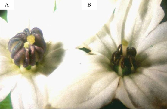 Development of male sterile lines of CMS chilies (<i>Capsicum annuum</i> L.) from F<sub>1</sub> hybrids.